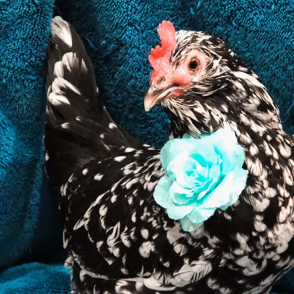 Meet your Posher, Jamie